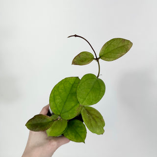 Hoya cv. EPC 1016 (incrassata x acuta)