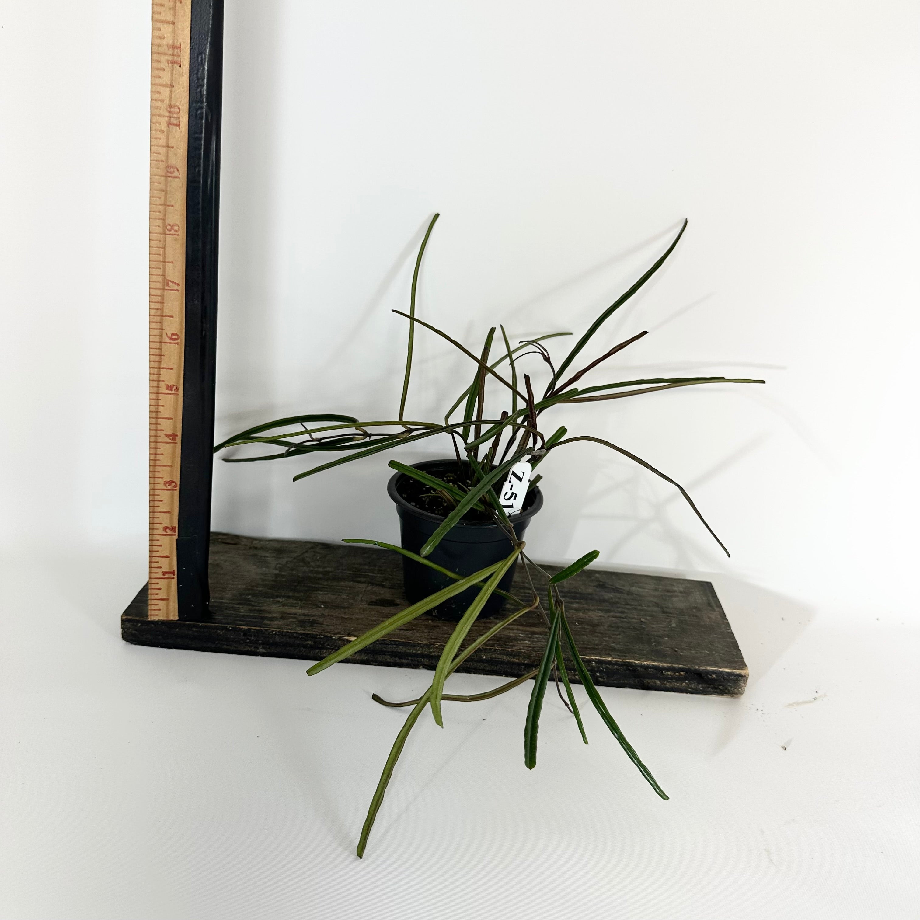 Z-5126 - Hoya insularis – Steve's Leaves