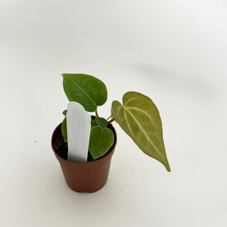 Anthurium 'Blue Velvet' x self - 2 Seedlings [#1473]