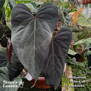 Anthurium 'Prince of Darkness' x self - 2 Seedlings [#1476]
