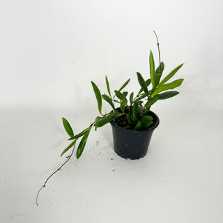 Hoya loherii [#2373]