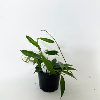 Z-5230 - Hoya stoneana