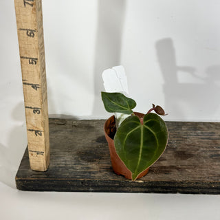 Anthurium 'Contessa' x self - Seedling [#1898]