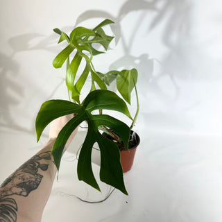 Monstera deliciosa var. sierrana [#1926]