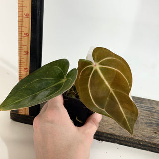 Anthurium carlablackiae x 'Arnold Schwarzenegger' - Seedling [#1990]
