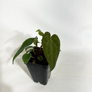 Anthurium 'Not The Mama'/forgetii x 'Amelia's Delight' [#1902]