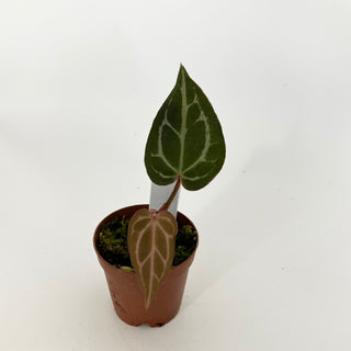 Anthurium SKG red crystallinum x self - Seedling [#1474]