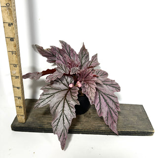 Begonia 'Lamoon' [#2174]