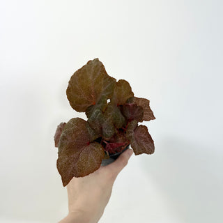 Begonia 'Robin' [#2091]