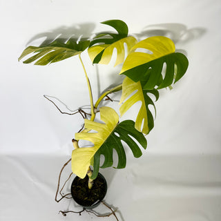 Monstera deliciosa 'Marmorata' [#1690]