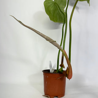 Z-4429 - Philodendron 'Dean McDowell'