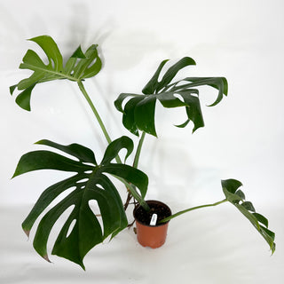 Monstera deliciosa compacta [#1086]