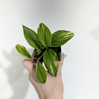 Z-5027 - Scindapsus pictus 'Rubicon'