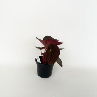 Begonia 'Steve's Leaves Bloodmoon'