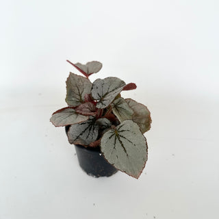 Begonia 'Rice Paper' [#2045]