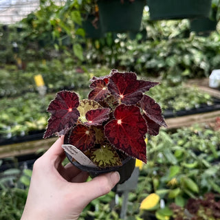 Begonia 'Firefade'