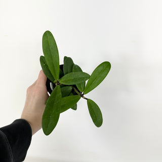 Hoya revolubilis [#2294]