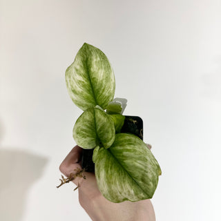 Scindapsus treubii 'Moonlight Mint' [#2012]