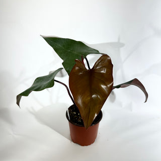 Philodendron 'Dark Lord' (Non-TC) [#1844]