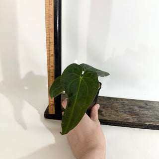 Anthurium Wu papillilaminum x 'Arnold Schwarzenegger' [#1787]