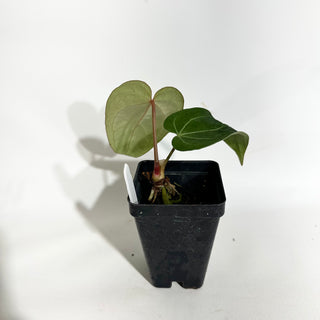 Anthurium Variegated ('Ace of Spades'/papillilaminum) x self [#1989]