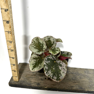 Begonia sykakiengii [#2168]