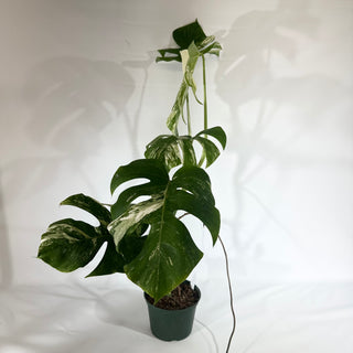 Monstera deliciosa var. borsigiana albo-variegata [#1801]