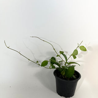 Hoya sp. Yellow Sapphire