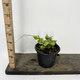 Hoya minutiflora [#1745]