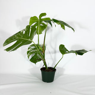 Monstera deliciosa var. borsigiana albo-variegata [#1256]