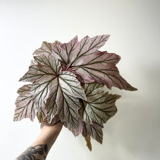 Begonia 'Lamoon' [#2015]