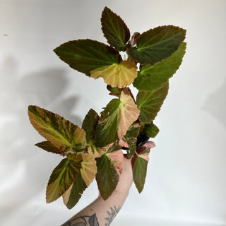 Begonia ‘Withlacoochee’ (Variegated) [#1878]