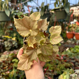 Begonia 'Steve's Leaves Dorian Gray'