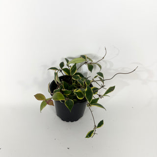 Hoya bakoensis (outer-variegated) [#2263]