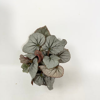 Begonia 'Rice Paper'