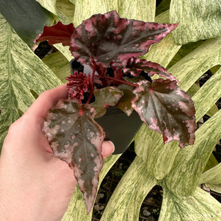 Begonia amphioxus x ignita