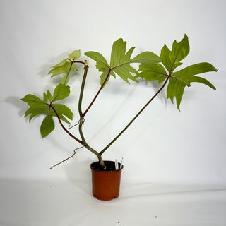 Z-4427 - Philodendron 'Florida Ghost'