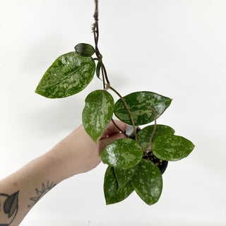 Hoya verticillata ksb silver [#2444]