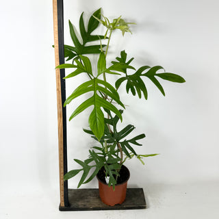 Philodendron pedatum var. Quercifolium (Non-TC) [#2436]