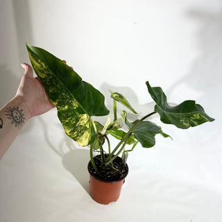 Philodendron domesticum variegata (Non-TC) [#1974]