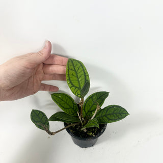 Hoya callistophylla 'Vena' [#1964]