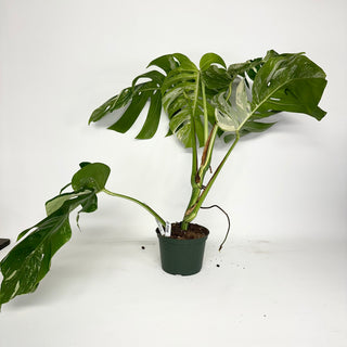 Z-5166 - Monstera deliciosa var. borsigiana albo-variegata