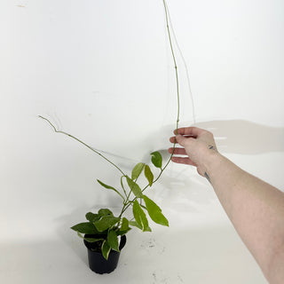 Hoya pimenteliana (outer variegated) [#2374]