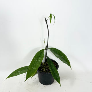 Hoya mappigera Borneo [#1608]