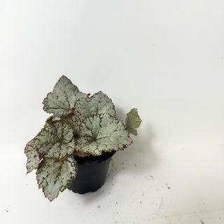 Begonia 'Desperado' [#2009]
