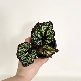 Begonia 'Fairytale' [#2160]