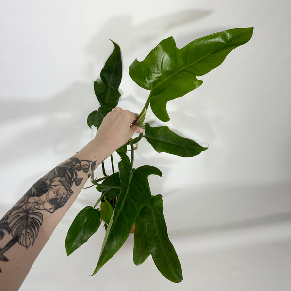 0C3AF273-BA27-4770-A0A7-