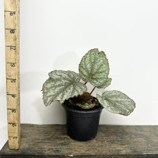 Begonia 'Almost Home' [#2136]