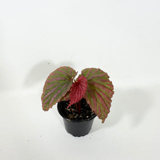 Begonia "Crazy Pink" [#2096]