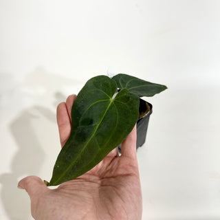 Anthurium Wu papillilaminum x 'Arnold Schwarzenegger' [#1787]